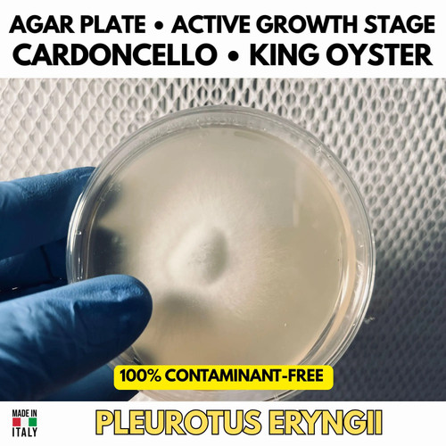 Cardoncello pleurotus eryngii - cardoncello,