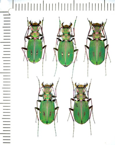 Cicindelidae cicindela - cicindelidae,,