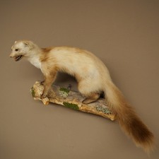 Faina Martora Aperte Inizio