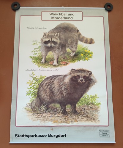 Raccoon originale vintage - originale,
