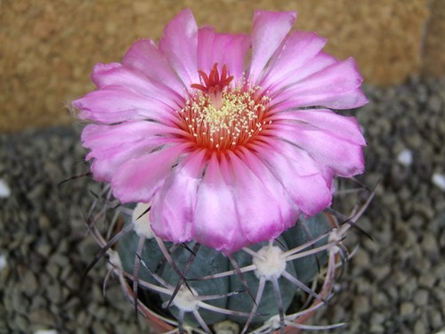 4h63 echinocactus - 4h63,
