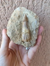 Fossili * GRANDE DENTE DI