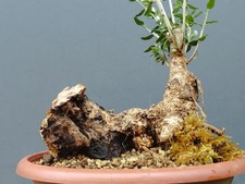 Bonsai olivastro 2x25cm - olivastro, in