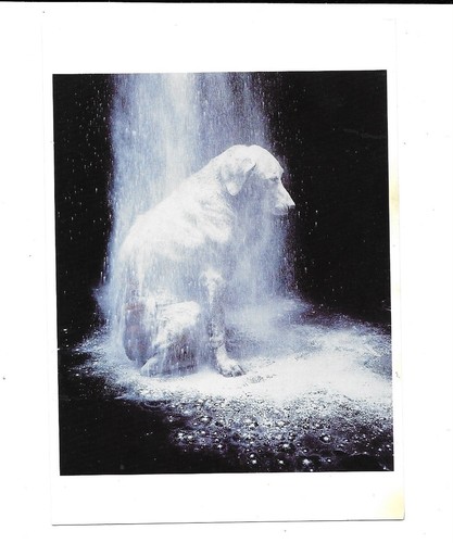 Weimaraner dusted 1982 - weimaraner, "dusted"