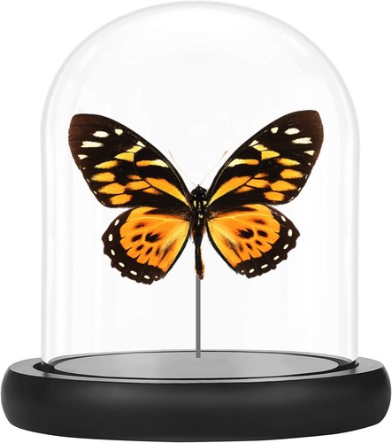 Tiger butterfly papilio - tiger, butterfly,