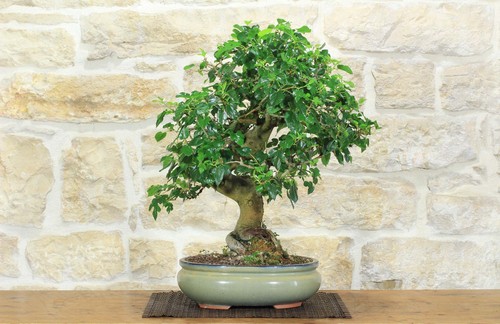 Bonsai gelso - bonsai, (62)