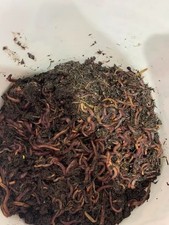 Lombrichi Rossi Californiani