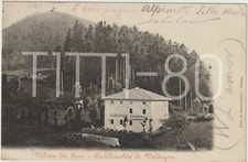 VIEW OF THE PINES -