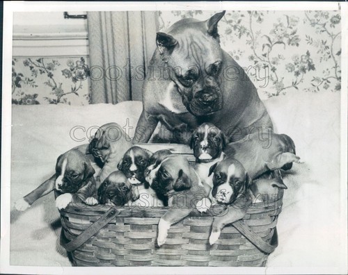 Foto stampa 1954 - , cane