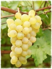 Pianta di Vite Bianca ANGELA