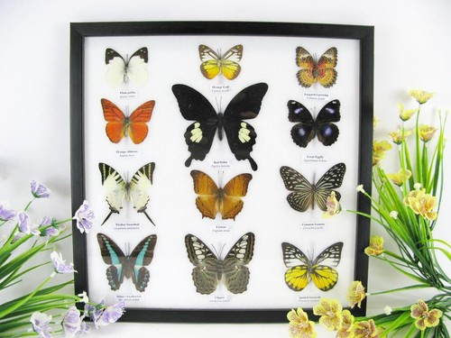 Farfalle vere imbottite - farfalle,