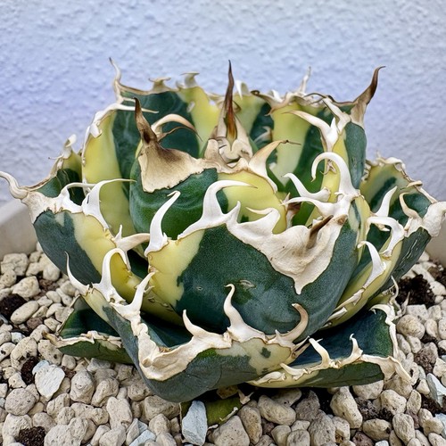 Agave titanota hakugei balena - titanota,