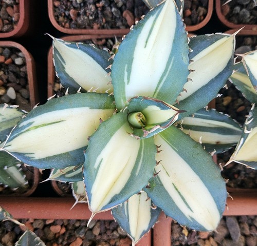 Agave titanota fo76 - agave,