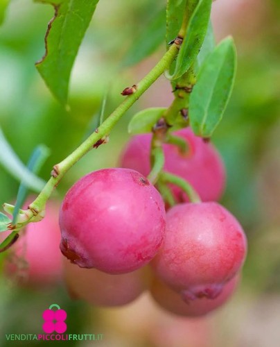 Pianta mirtillo rosa - mirtillo,
