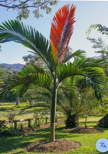 Chambeyronia macrocarpa - chambeyronia,