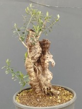 Bonsai olivastro foglie - bonsai,