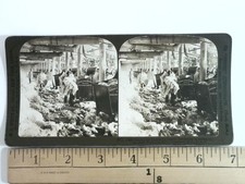 1906 Cotton Mill Workers