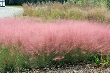 30 SEMI ROSA DI ERBA MUHLY - Muhlenbergia capillaris