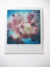 N. ARAKI: POLAROID ORIGINALE