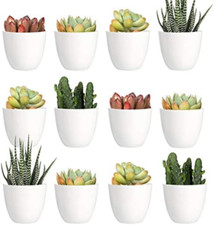 Youngever Confezione da 24