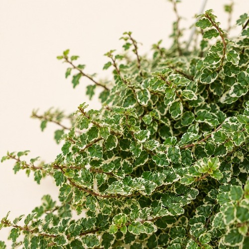 Pianta ficus pumila variegato - pianta,