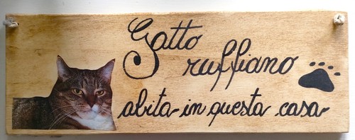 Targa gatto meme - gatto,
