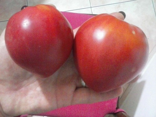 Pomodoro anna russian - pomodoro,