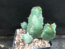 EUPHORBIA RESINIFERA VIVAIO IL