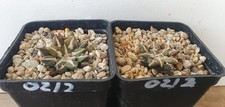 2 Ariocarpus kotschoubeyanus