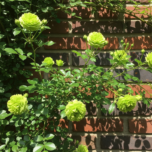 Rosa rampicante verde 30 - rosa, –