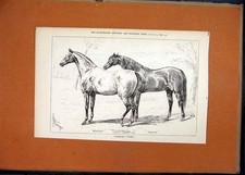 Vecchia stampa antica