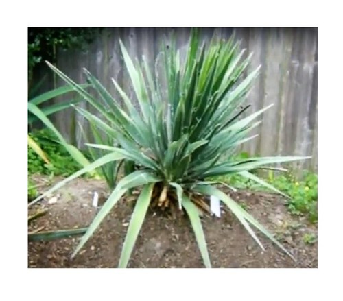 Yucca glauca foglie simili - 5x,