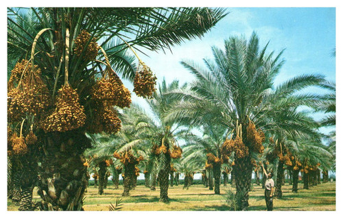 Phoenix arizona date - arizona,