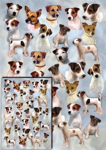 Parson jack russell - parson/jack,