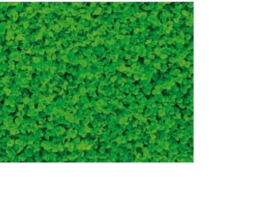 Seme trifoglio nano kg - nano,
