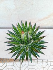 Agave schidigera White Stripe
