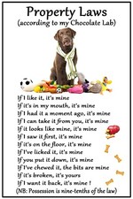 Labrador amanti del cioccolato cane regalo magnete flessibile leggi sulla proprietà del cane