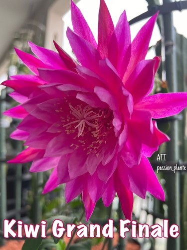 Epiphyllum kiwi grand finale - grand,