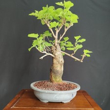 Pre bonsai gelso nero - bonsai,