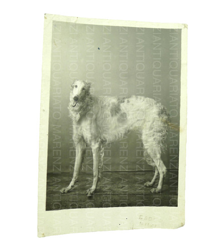 Vecchia foto cane - vecchia, razza