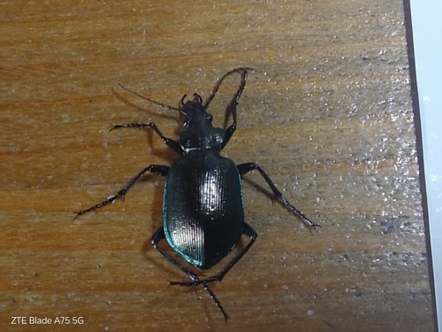 Coleoptera carabidae big - coleoptera,