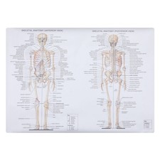  1pc Muscolo scheletrico umano Insegnamento Immagine Anatomia Poster Anatomia