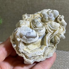 Bonsai di Suiseki 187g -