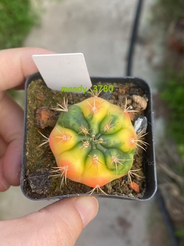 Rara pianta succulenta