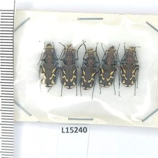 Carabidae, Cicindela