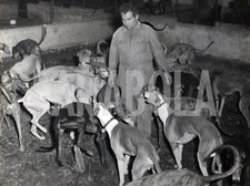 Foto vintage levrieri, Asilo del cane a Milano, stampa 24 x 18 cm