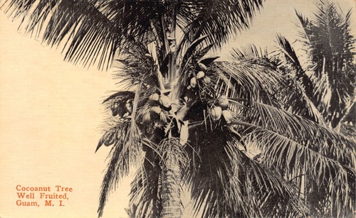 Palma cocco anni 10 - gu, da