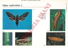 MARINI Mario - Schede entomologiche : Papilio machaon, Gonepteryx cleopatra, Sa