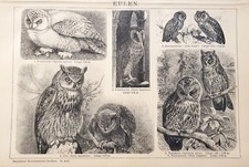 1897 Antica Stampa = GUFI =