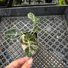 Alocasia Black Velvet Pink